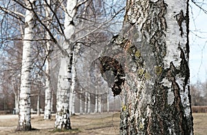 Chaga birch mushroom or Inonotus obliquus on trunk of tree