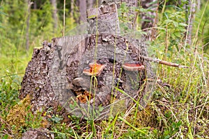 Chaga (birch mushroom)— a species of fungi of the genus Inonotus of the Basidiomycetes department.