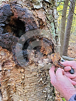 Chaga conk on birch tree and senior mans hands holding knife