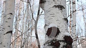 Chaga Inonotus obliquus is a fungus from the Hymenochaetaceae family. It parasitizes birch and other trees