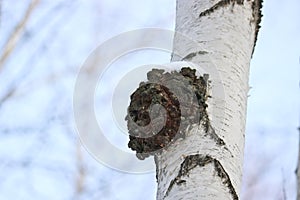 Chaga Inonotus obliquus is a fungus from the Hymenochaetaceae family. Potential medicine for coronavirus.