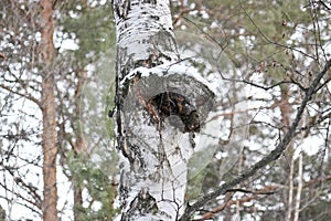 Chaga Inonotus obliquus is a fungus from the Hymenochaetaceae family. Potential medicine for coronavirus.