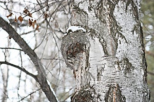 Chaga Inonotus obliquus is a fungus from the Hymenochaetaceae family. Potential medicine for coronavirus.