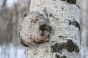 Chaga Inonotus obliquus is a fungus from the Hymenochaetaceae family. Potential medicine for coronavirus.