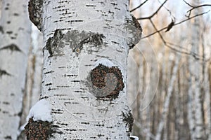 Chaga Inonotus obliquus is a fungus from the Hymenochaetaceae family. Potential medicine for coronavirus.