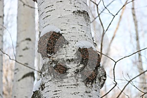 Chaga Inonotus obliquus is a fungus from the Hymenochaetaceae family. Potential medicine for coronavirus.