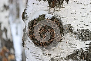 Chaga Inonotus obliquus is a fungus from the Hymenochaetaceae family. Potential medicine for coronavirus.