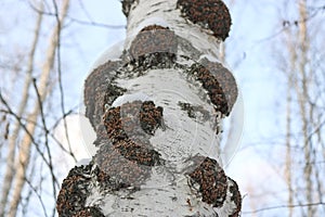 Chaga Inonotus obliquus is a fungus from the Hymenochaetaceae family. Potential medicine for coronavirus. It parasitizes birch