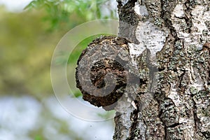 Chaga (Inonotus obliquus) is a fungus, a parasite, on birch trees.