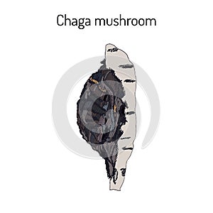 Chaga Inonotus obliquus ,medicinal mushroom
