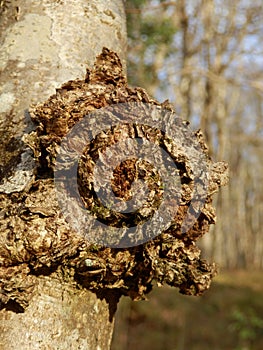 Chaga Mushroom