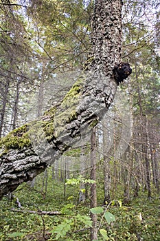 Chaga mushroom also known as Inonotus obliquus growing out of an birch tree trunk in summer.