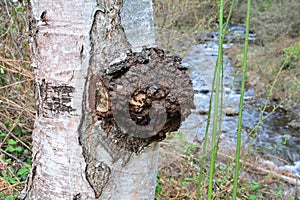 Chaga mushroom on birch near mountain creek