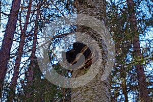 Chaga mushroom on Birch tree photo