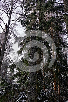 Chaga mushroom on a broken birch in winter forest