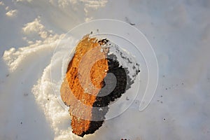 Chaga Mushroom Chunks in the snow.