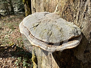 Chaga mushroom Fomitopsidaceae family on a dried tree trunk in a subalpine forest, Schwarzenberg LU - Switzerland / Schweiz