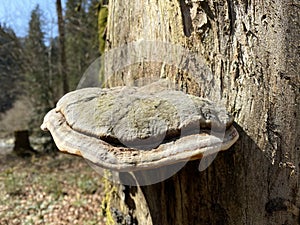 Chaga mushroom Fomitopsidaceae family on a dried tree trunk in a subalpine forest, Schwarzenberg LU - Switzerland / Schweiz