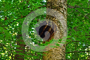 Chaga Mushroom growing on a Birch Tree