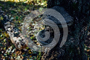 Chaga mushroom growing on old tree with medicinal anti-cancer properties. Tinder fungus on a birch trunk. Alternative medicines