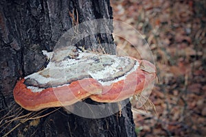 Chaga mushroom - Inonotus obliquus - on the birch tree trunk close up.