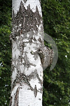 Chaga mushroom Inonotus obliquus  parasitize on a birch trunk. Side view, close-up. Used for healing tea or coffee in folk