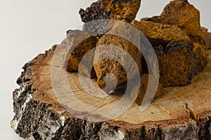 Chaga mushroom Inonotus obliquus on white background