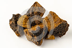 Chaga mushroom Inonotus obliquus on white background