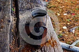 Chaga Mushroom and Tea in the Adirondack Wilderness photo