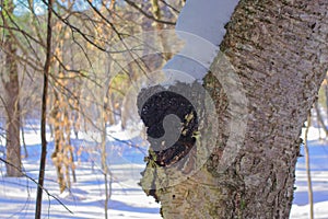 Chaga Mushroom and Tea in the Adirondack Wilderness photo