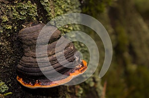 Chaga mushroom on the tree