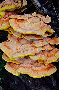 Chaga mushroom on a tree trunk. Yellow mushrooms inonotus obliqu