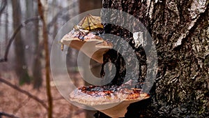 Chaga mushrooms in the winter forest general plan