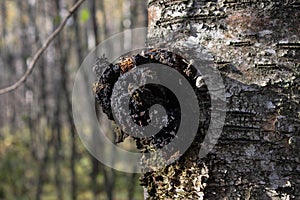 Chaga on the trunk of a birch tree. The middle band of Russia