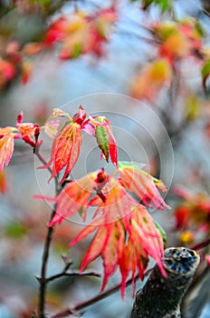 Chage the leaves Autumn, Fall Foliage on background blurred