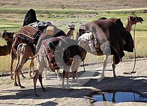 Part of a camel train near Chaghcharan, Ghor Province, Central Afghanistan photo
