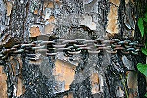 Cadena alrededor un árbol 