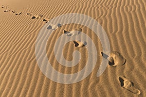 Chain Of Barefoot Footprints On Sand. Human Footprints On Sand Background. Foot Steps Walking Away. photo