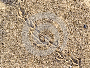 The chain of a bird or pigeon tracks on the wet sea sand