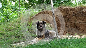 Chain dog lies and twists his nose