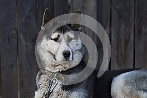 Chain dog, lying on the sidewalk near a wooden fence