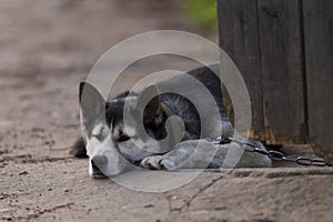 Chain dog, lying on the sidewalk near a wooden fence