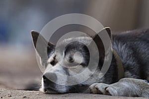 Chain dog, lying on the sidewalk near a wooden fence