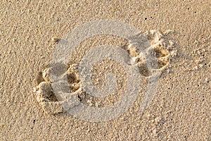 The chain of a dog tracks on a surface of the wet sea sand