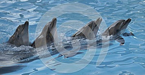 Chain of dolphins in dolphinarium