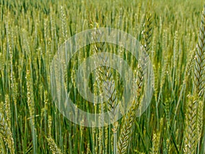 Chain with einkorn green wheat in Romania - spring