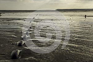 Chain embedded in wet sand on beach at low tide