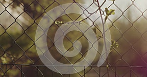 Chain fence in the rays of the setting sun. The buds on the tree are blooming.