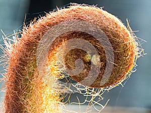 Chain Fern behinds The Sun Light