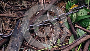 Chain in forest